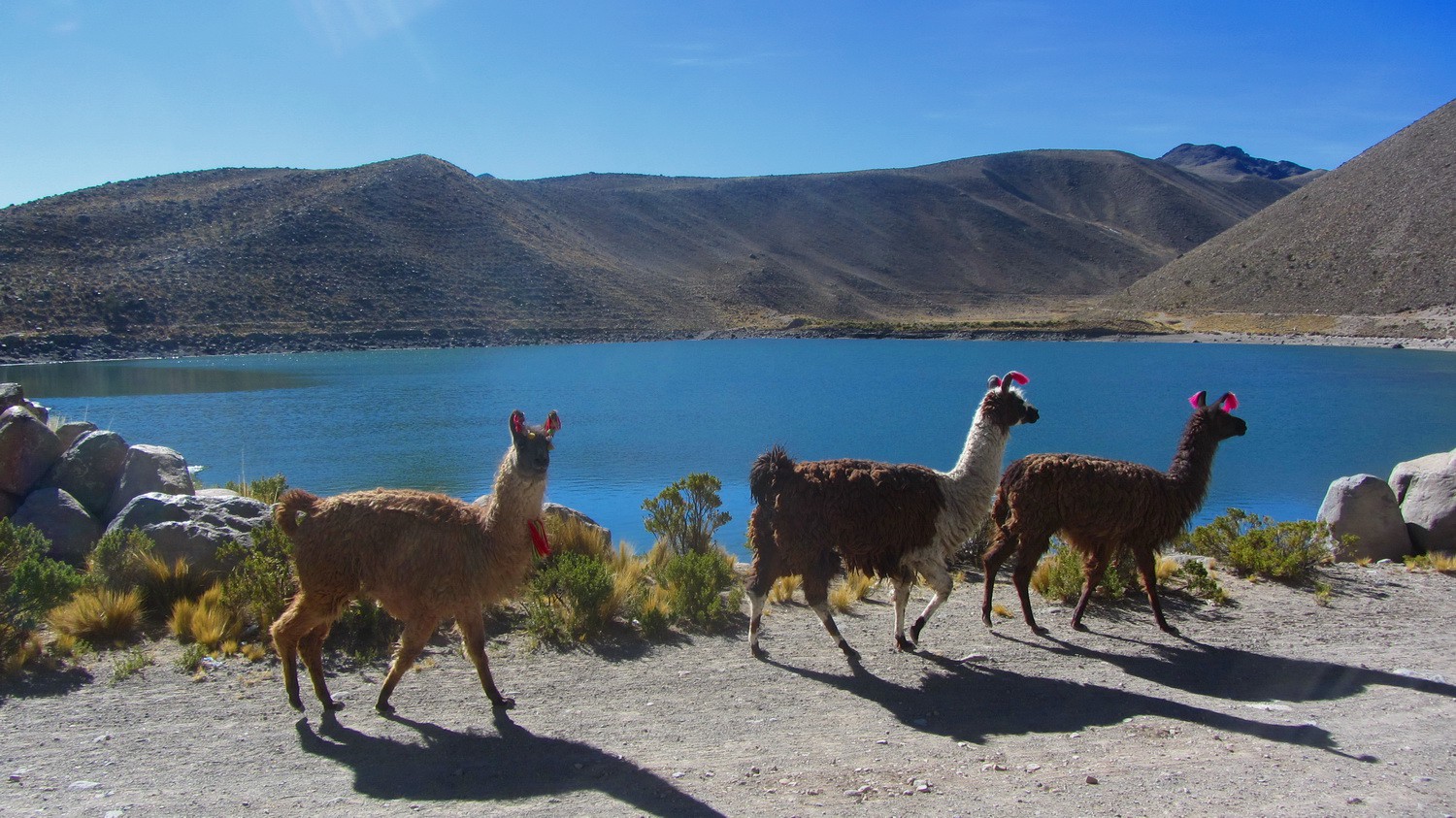 Llamas on Laguna San Pablo